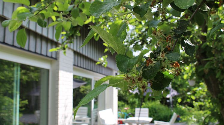 Björka Bromma bjuder enligt tradition in tidigare boende till ett nyktert och drogfritt midsommarfirande. Foto: Skyddsvärnet