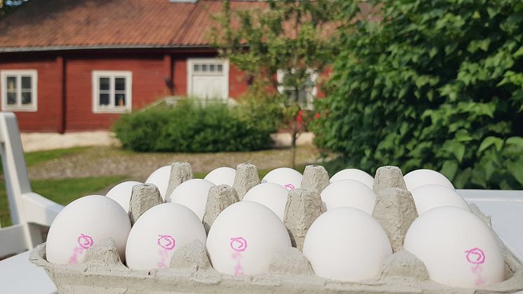 Ägg är den mest klimatsmarta proteinkällan – enligt svenska folket 