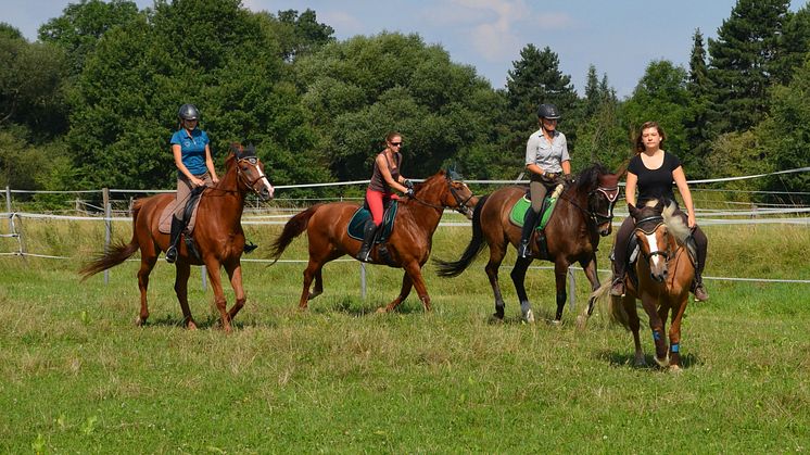 Leipzig und die Region sind ein Paradies für Pferdefreunde 