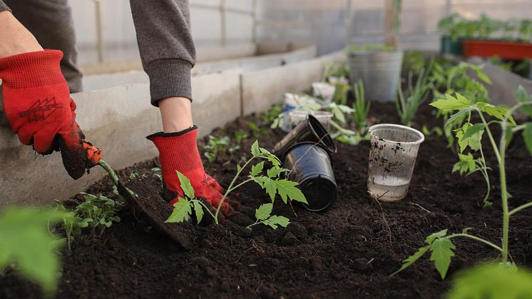 Mit Schafwollpellets zu ertragreicheren Ernten bei gleichzeitigem Aufbau humusreicher Böden