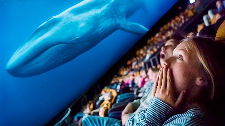 Filmen Blåvalar - jättarnas återkomst blir den första att upplevas med den nya tekniken. Foto: Oceanic Films/Martin Stenmark 