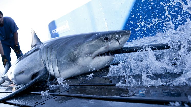 Shark Wranglers