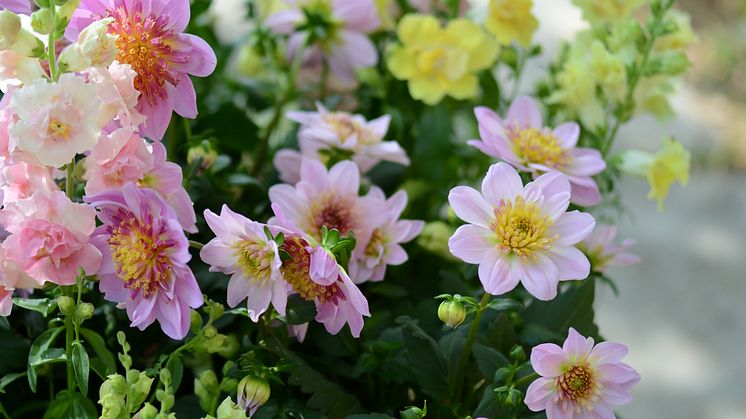 Årets Victoriadahlia 2025 - ’Starburst Pink’
- en Anemonblommig Sommardahlia som det påtagligt sprakar om.