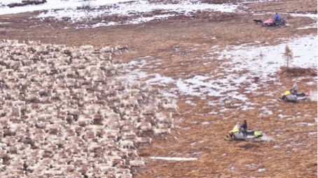 Renskötseln påverkas av klimatförändring