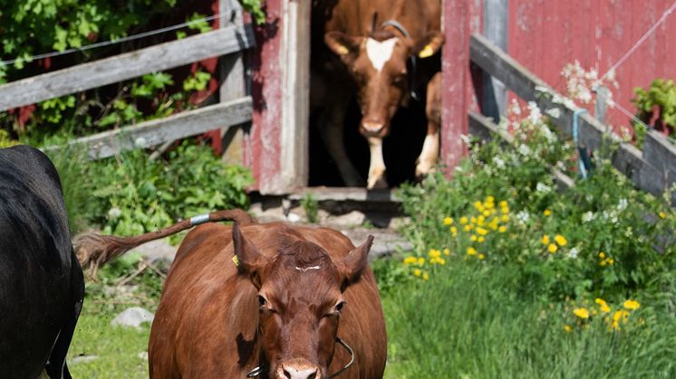 Betessläpp i Röbäck 6 juni 2022