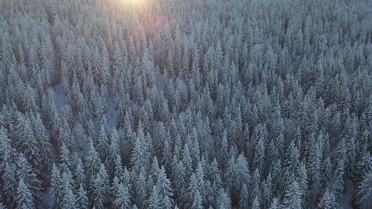 Tidig vinter i Granö