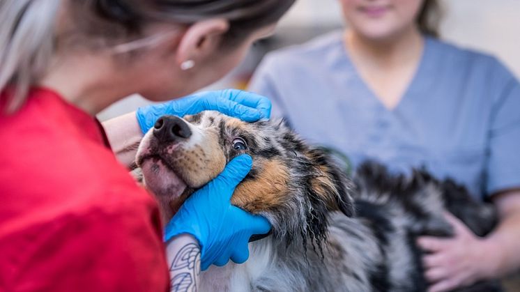 Det är alltid veterinären som bedömer vilka behandlingsalternativ som finns, till exempelvis utifrån hur akut sjukdomen är. Foto: Distriktsveterinärerna