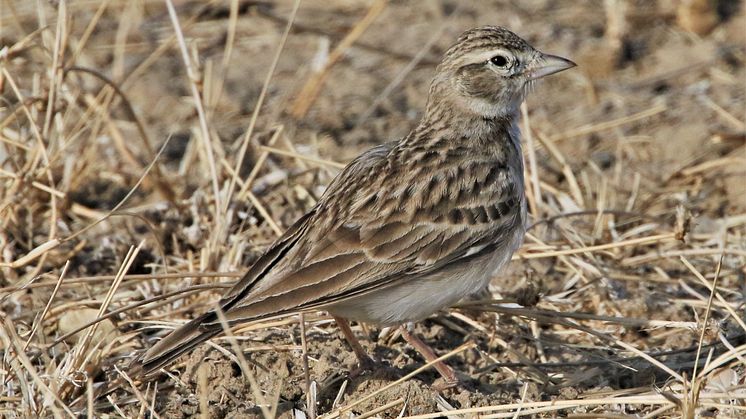 Short-toed Lark 