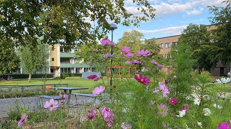 Bild av en av Västra Bellevuegårdens typiska gröna gårdar
