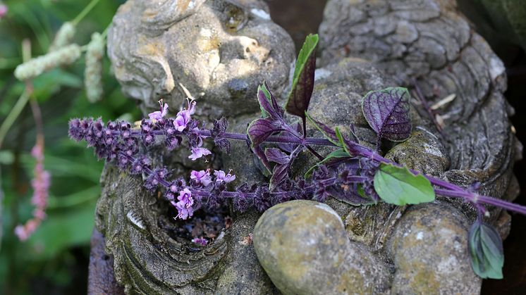 Årets Sommarblomma 2025 61 Blomsterbasilika Magic Klippt ängelns famn foto annikasnaturligating.jpg