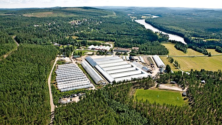 Hällnäs handelsträdgård flygfoto