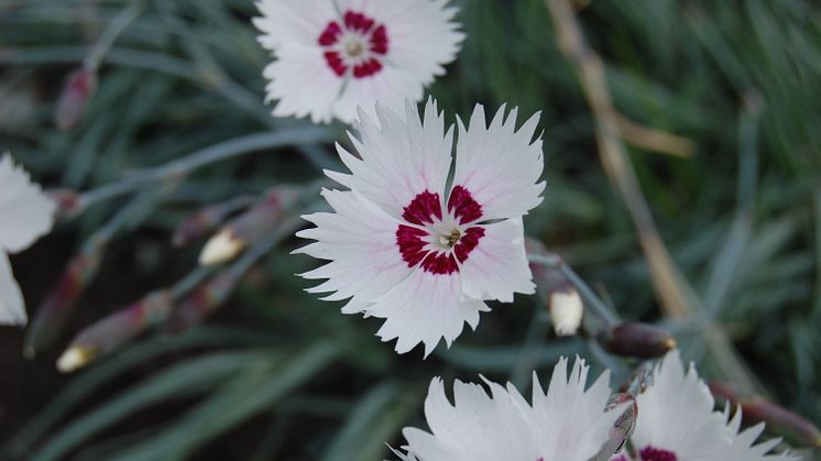 Fjädernejlika, Dianthus Plumarius-Gruppen 'Marieberg' Svenskt kulturarv