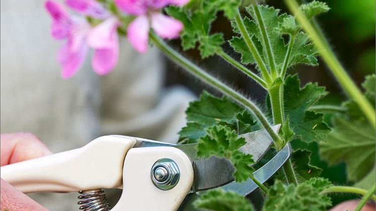 Klipp av överblommade stänglar så främjas ny knoppsättning.