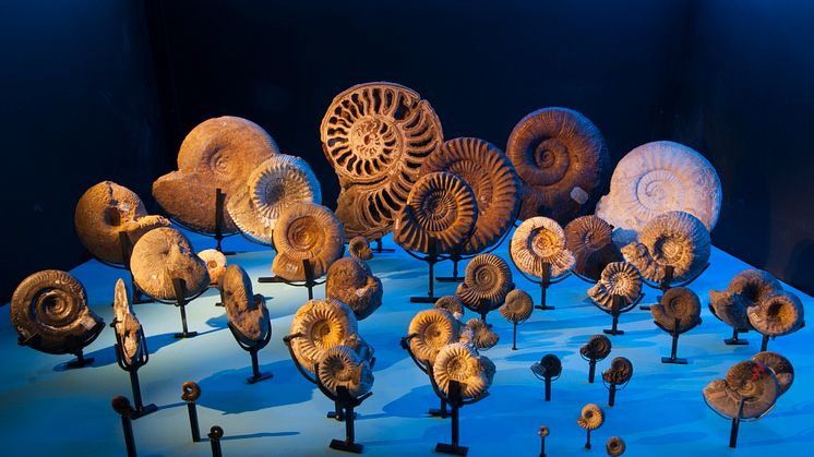 Fossil på Naturhistoriska riksmuseet. Foto Annica Roos
