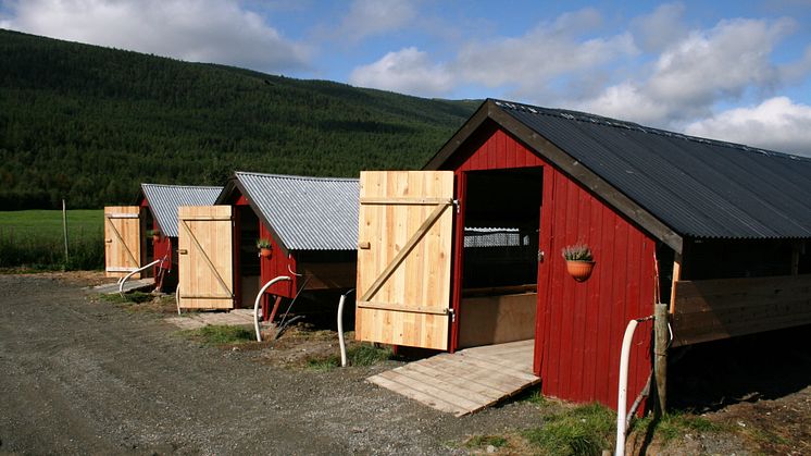 Pelsdyr er en del av distriktslandbruket. Foto: Norpels.
