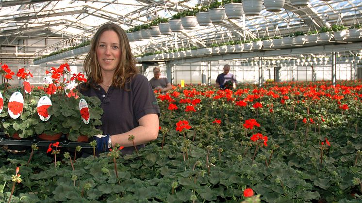 Pelargonproducent Jeanette Jensen
