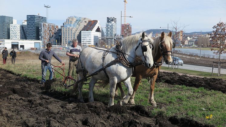 Sparebankstiftelsen DNB har denne våren mottatt mange søknader om støtte til dyrkeprosjekter og urbant landbruk. En av de som får støtte er Norges Bondelag til sitt Bybonde-prosjekt i Bjørvika i Oslo. (Foto: Vibeke Hermanrud)