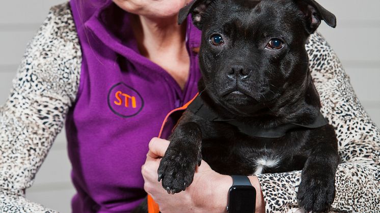 Årets sociala tjänstehund 2020