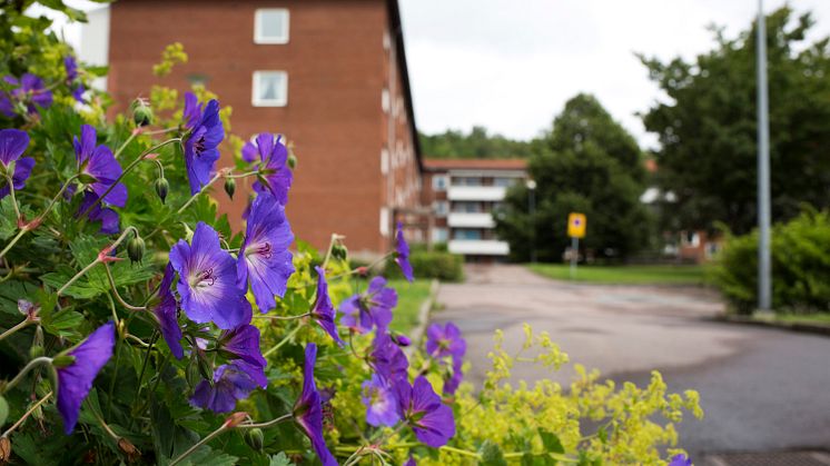 Foto: Niklas Maupoix