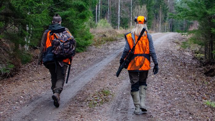 Lyckad vildsvinshelg med 900 jägare i Norrtäljeskogarna
