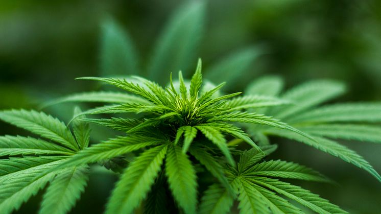 Cannabiskonferens