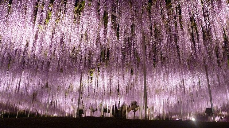 Ashikaga Flower Park(2)