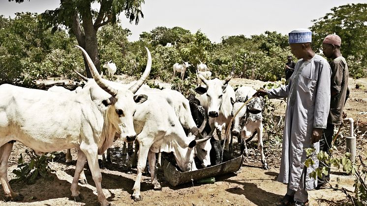Nomadische Milchbauern mit ihren Kühen in Nigeria 