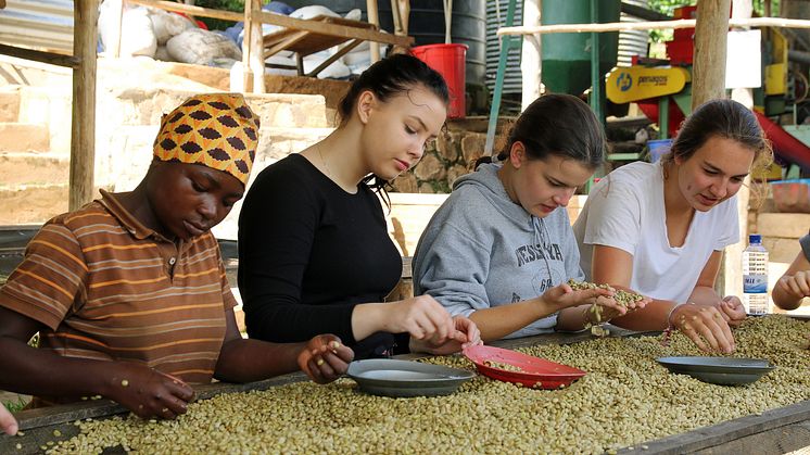 Ein Kaffee, der Schule macht. Louisenlunder Schülerinnen bei der Arbeit auf der Plantage Gitesi
