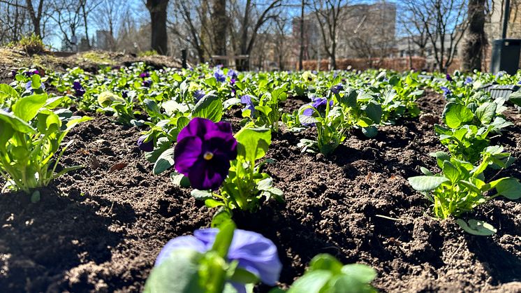 Nu planteras vårblommor i hela Karlstad