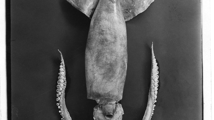 Större flygbläckfisk Todarodes sagittatus