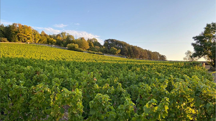 I förra mailet var det fel priser på vinerna från Domaine Marquis d´Angerville som släpps den 19 januari. Vi ber om ursäkt för misstaget.