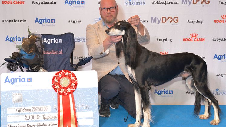 Salukin Elamir Gypsy Power från Vara vinner Årets utställningshund