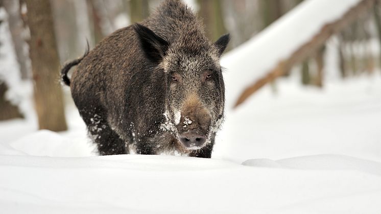 ​Villsvinet inntar Norge