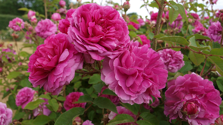 Rosa (Bourbon-Gruppen) 'Farmor Selma' Grönt kulturarv®