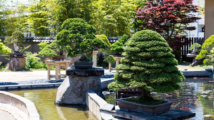 Omiya Bonsai Festival(2)