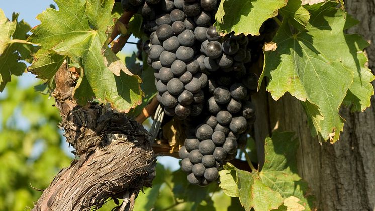 Grapes
