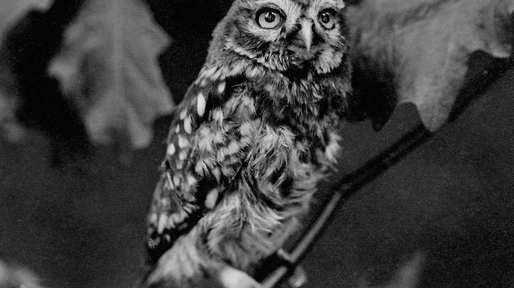 Minervauggla Athene noctua  Dresden, 16 juli 1925