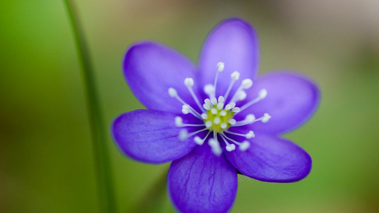 Blåsippa (Hepatica nobilis), en vårblomma som inkluderades i studien (foto: Alistair Auffret).