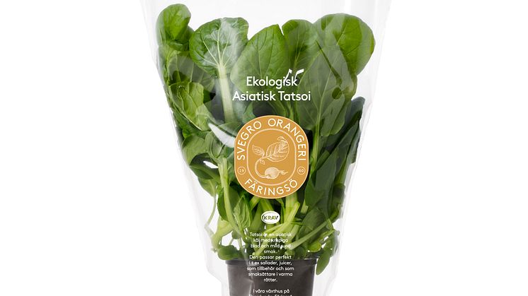 Svegro Ekologisk Asiatisk Tatsoi