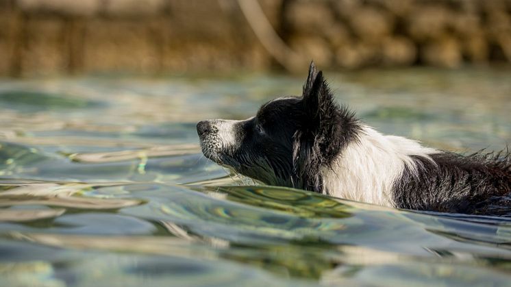 Fressnapf Sommer Hund 5.JPG