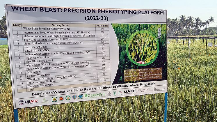 Tusentals genetiska varianter av vete från flera länder utvärderas nu i Bangladesh för att hitta fler källor till resistens mot svampsjukdomen wheat blast. SLU är en av parterna i projektet. Foto: Aakash Chawade