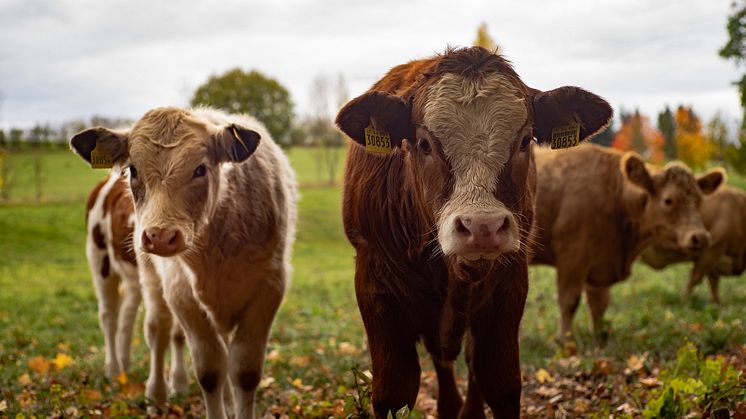 2021-05-19 Webbinarium: Vart är vi på väg i arbetet med den ökande antibiotikaresistensen?