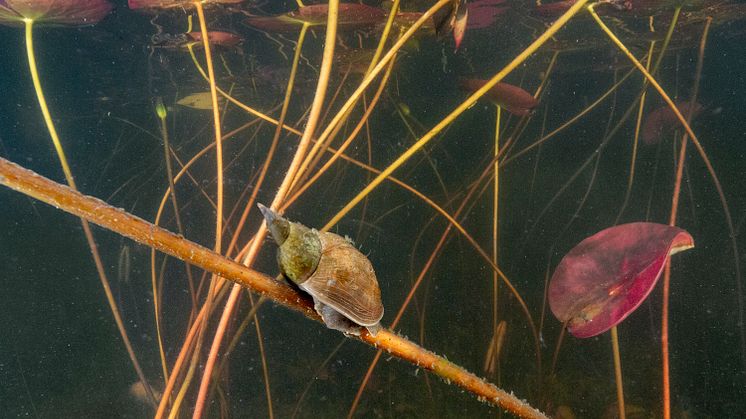 Större dammsnäcka_Lymnaea stagnalis_foto_Jonas_Roth