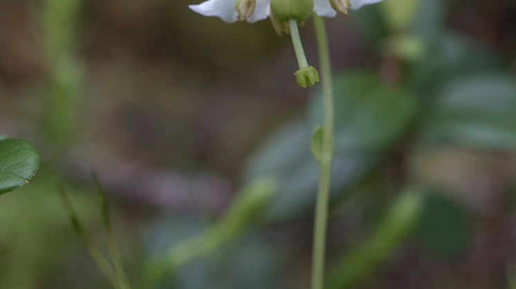 30_Ögonpyrola_Niklas_Aronsson