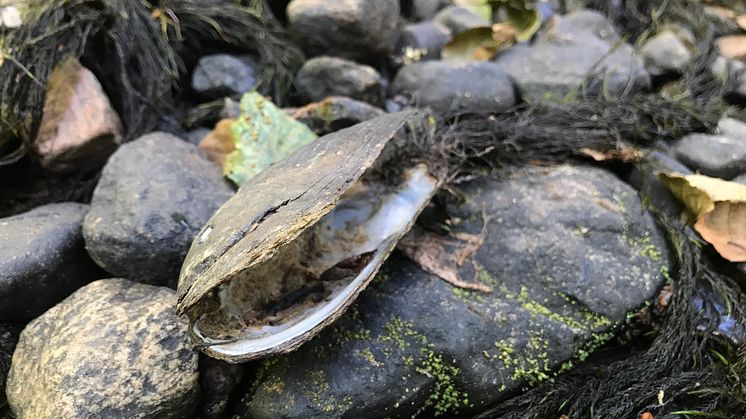 Uttorkad flodpärlmussla