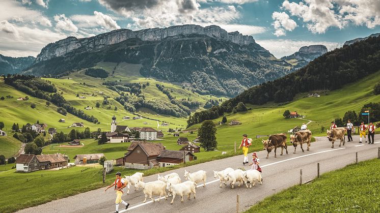 Alpabzug mit Geißen und Kühen bei Schwende, Appenzell © Schweiz Tourismus / Jan Geerk