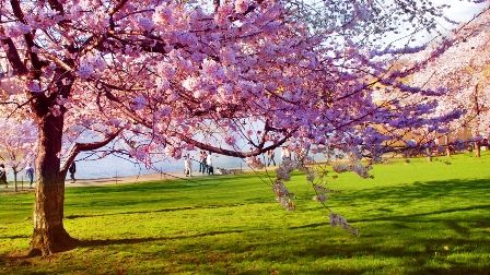 Nordstan välkomnar våren med Nowruz 15-19 mars