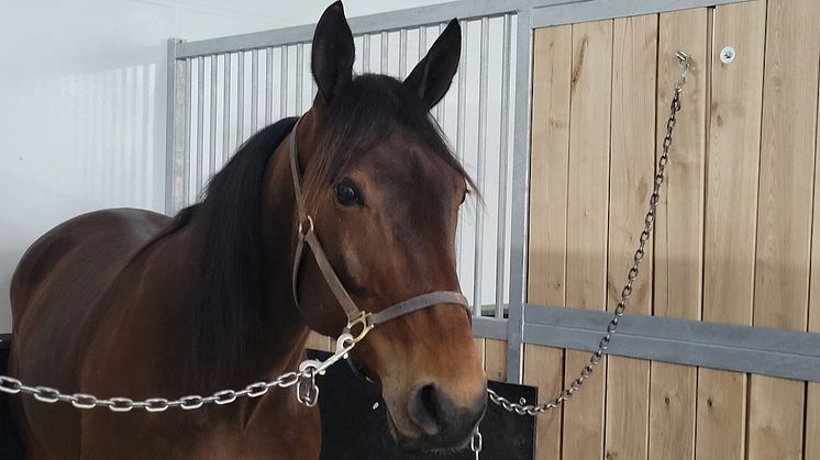 Kanadensiske Perfetto är inbjuden till Elitloppet. Foto: privat