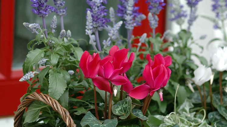 Cyclamen ´Tianis Garden´