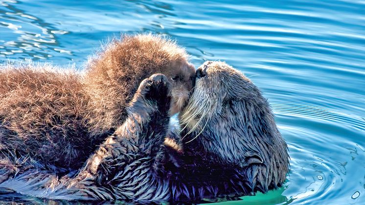 Sea otters and other critically endangered wildlife, including Hector's dolphins and Hawaiian monk seals, are under threat from pathogens hiking a ride on micro-plastics. (Photo credit: iStock).